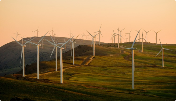 Wild turbine blades in a field